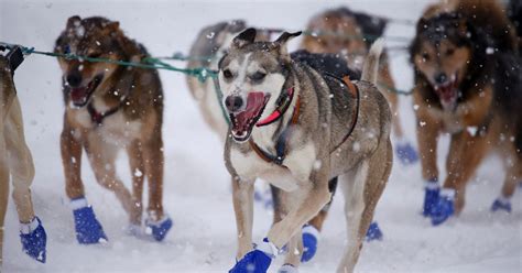 Sled dog race threatened by changing climate